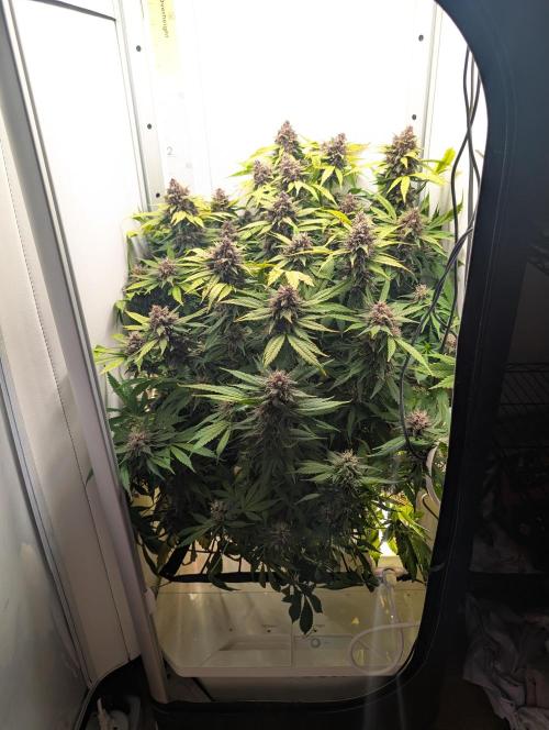 Potassium Right Hook. Week 8