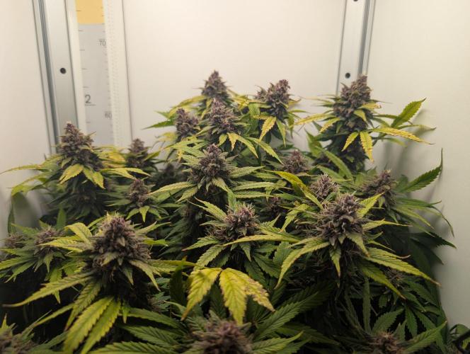 Potassium Right Hook. Week 8