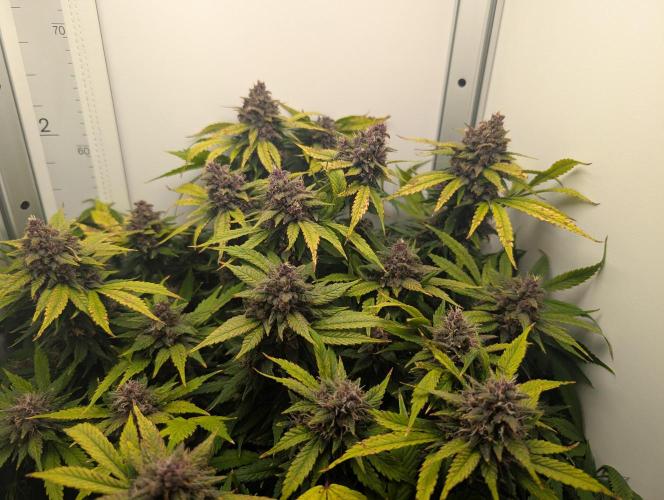 Potassium Right Hook. Week 8