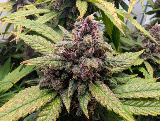 Potassium Right Hook. Week 8