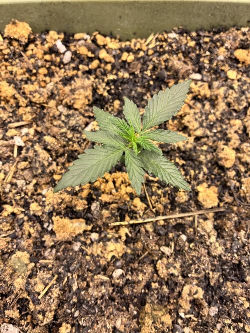Fast buds auto Guava Runtz. Week 1 - Guava runtz week 1