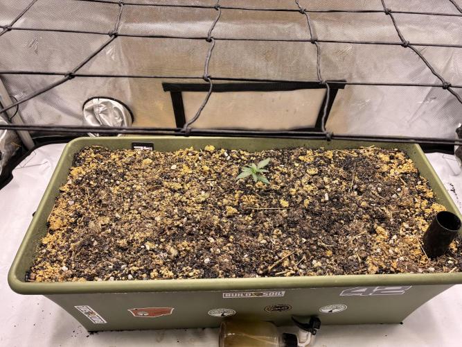 Fast buds auto Guava Runtz. Week 1 - Build a soil earth box and soil mix with some Kashi Gold on top. Very live soil 