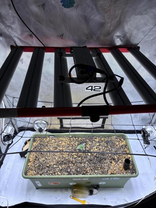 Fast buds auto Guava Runtz. Week 1 - Aglex 330w LED. Does the job for the 4x2 tent. 