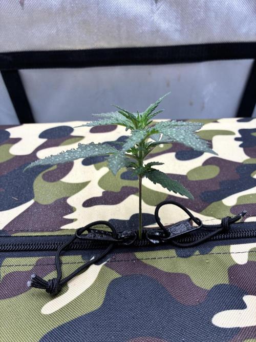 Fast buds auto Guava Runtz. Week 2
