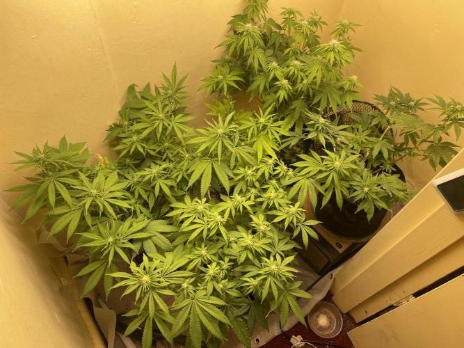 Humboldt phenohunters& Dirtybird tester. Week 9