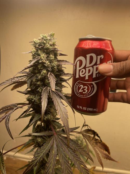 Apple burger seed to harvest. Week 9