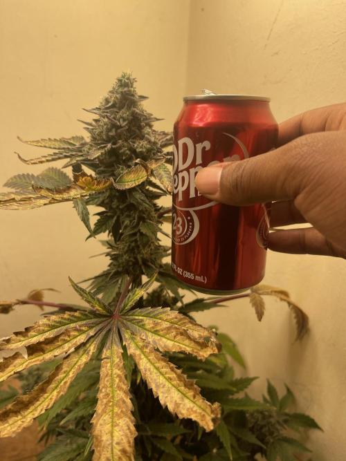 Apple burger seed to harvest. Week 9