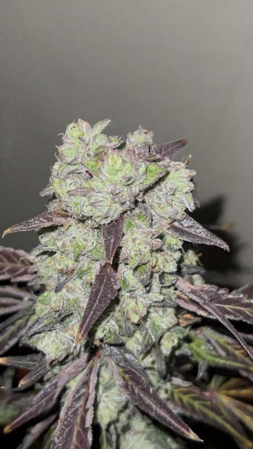 Apple burger seed to harvest. Week 9