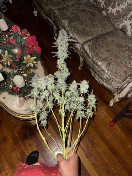 Apple burger seed to harvest. Week 9