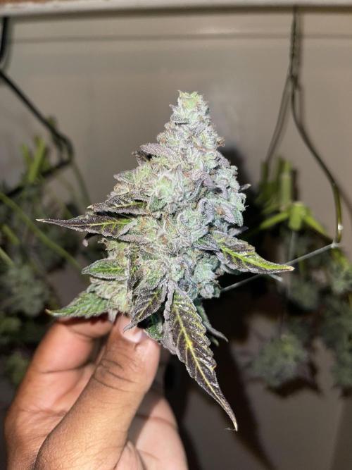 Apple burger seed to harvest. Week 9