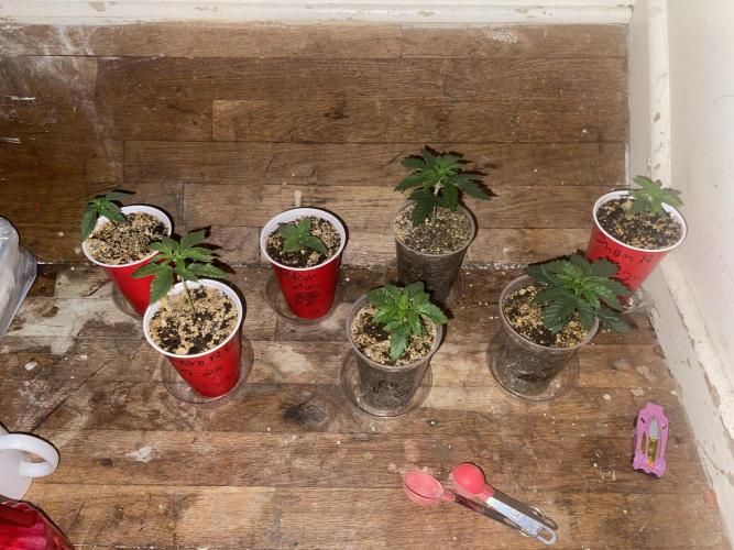 Humboldt phenohunters& Dirtybird tester. Week 2