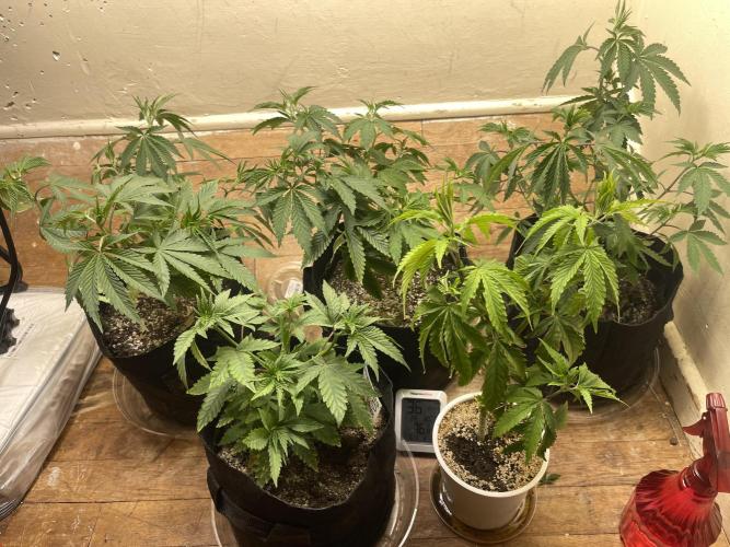 Humboldt phenohunters& Dirtybird tester. Week 6