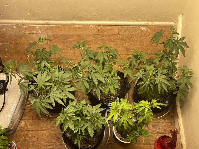 Humboldt phenohunters& Dirtybird tester. Week 6