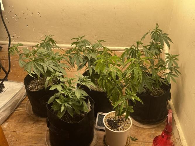 Humboldt phenohunters& Dirtybird tester. Week 6