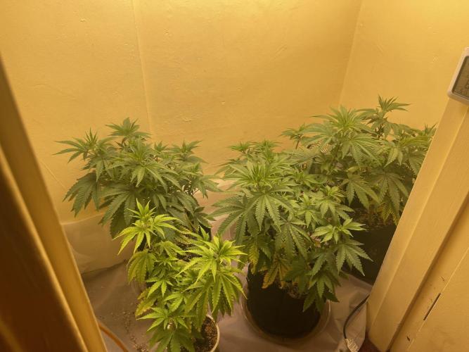 Humboldt phenohunters& Dirtybird tester. Week 8