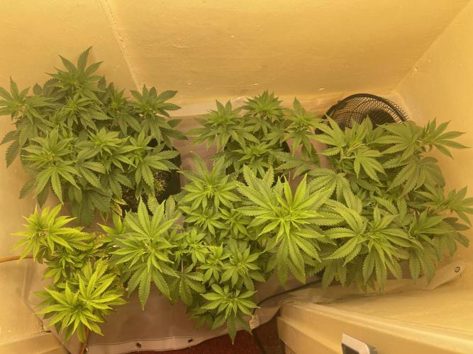 Humboldt phenohunters& Dirtybird tester. Week 8