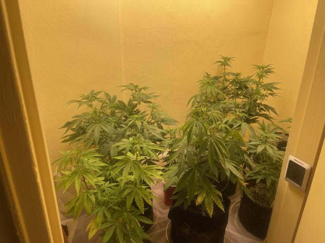 Humboldt phenohunters& Dirtybird tester. Week 9