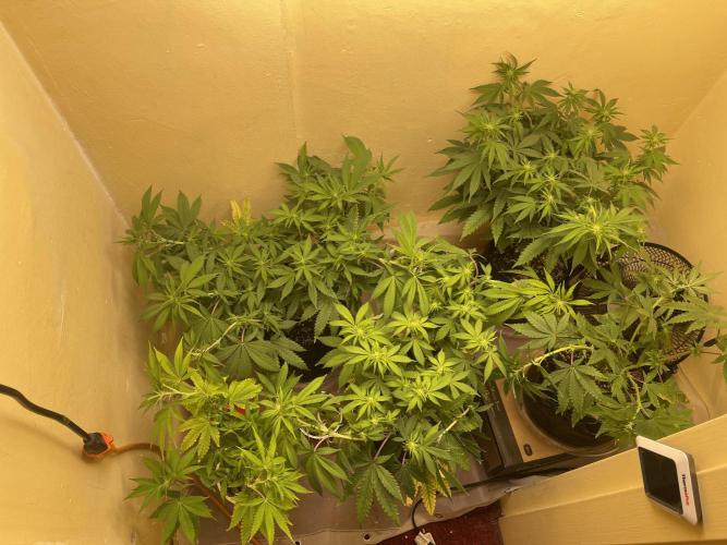 Humboldt phenohunters& Dirtybird tester. Week 9