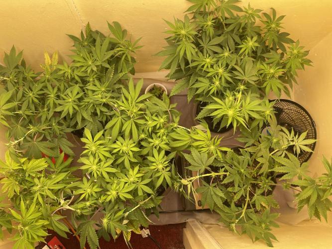 Humboldt phenohunters& Dirtybird tester. Week 9