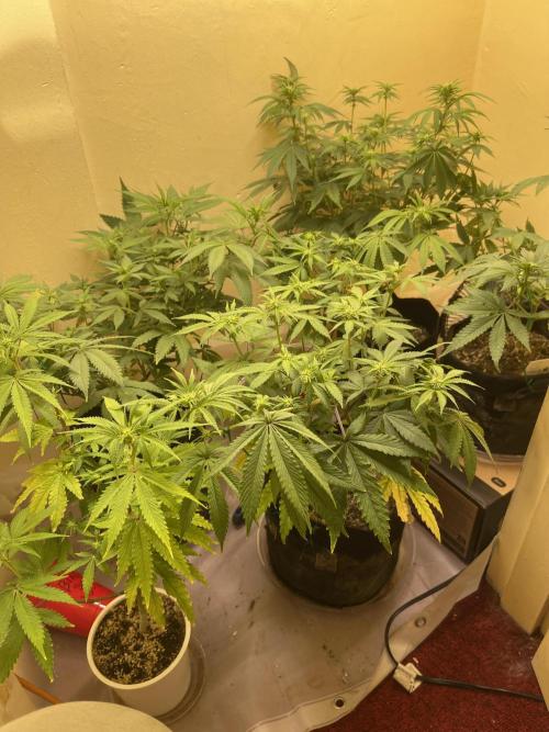 Humboldt phenohunters& Dirtybird tester. Week 9