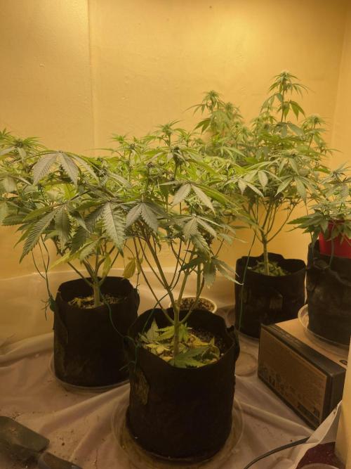 Humboldt phenohunters& Dirtybird tester. Week 9