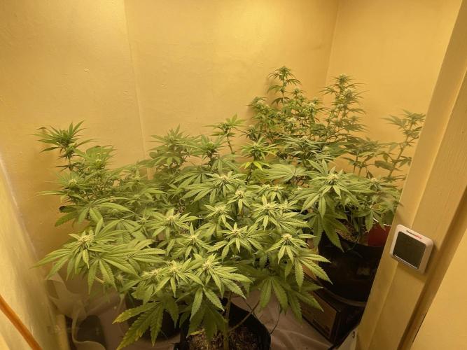 Humboldt phenohunters& Dirtybird tester. Week 10