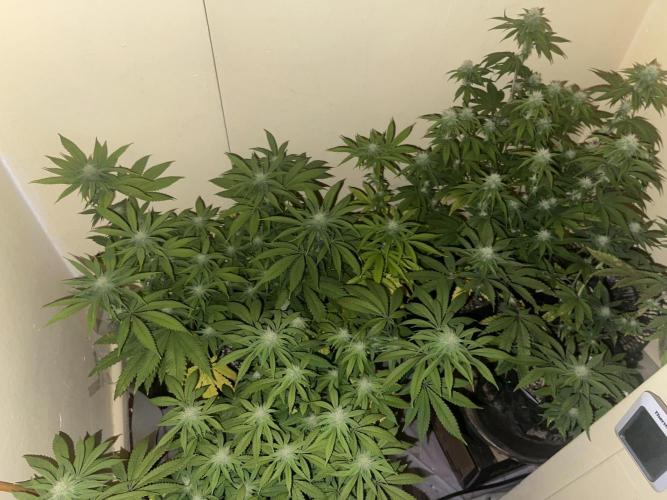 Humboldt phenohunters& Dirtybird tester. Week 10