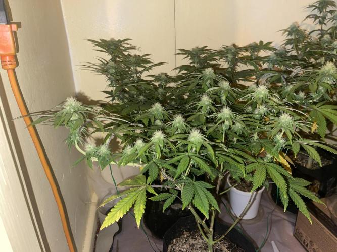 Humboldt phenohunters& Dirtybird tester. Week 10