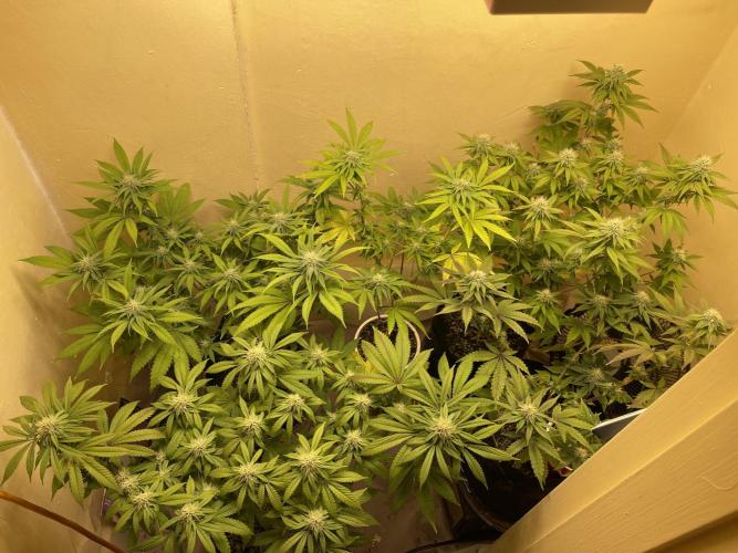 Humboldt phenohunters& Dirtybird tester. Week 10