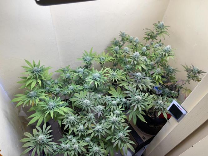 Humboldt phenohunters & Dirtybird tester. Week 11