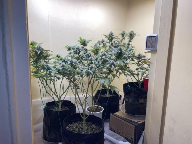 Humboldt phenohunters & Dirtybird tester. Week 11