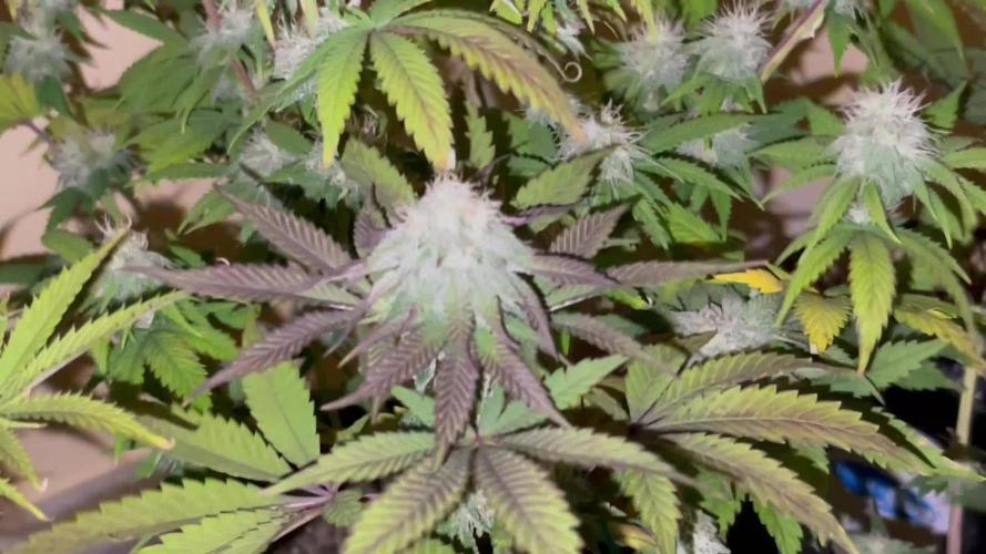 Humboldt phenohunters & Dirtybird tester