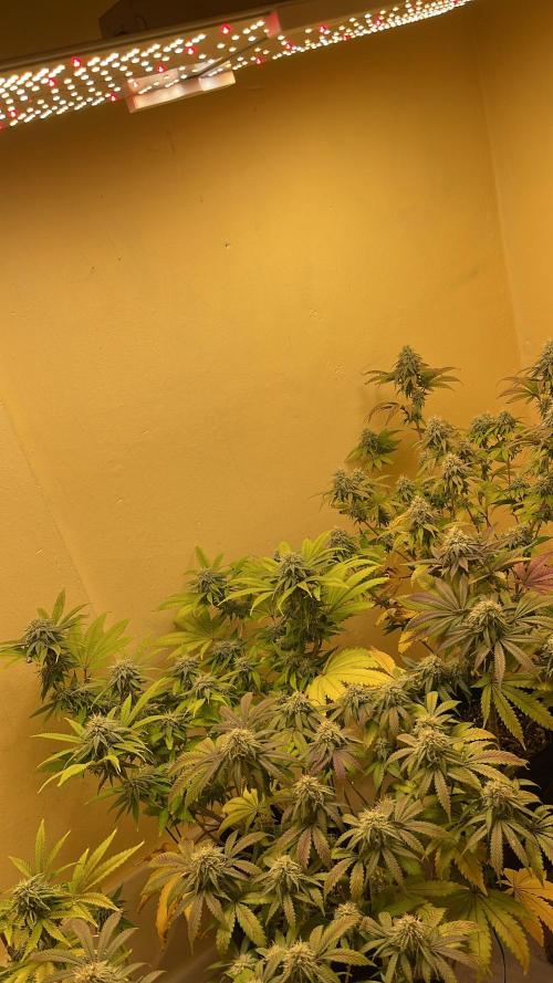 Humboldt phenohunters & Dirtybird tester. Week 12