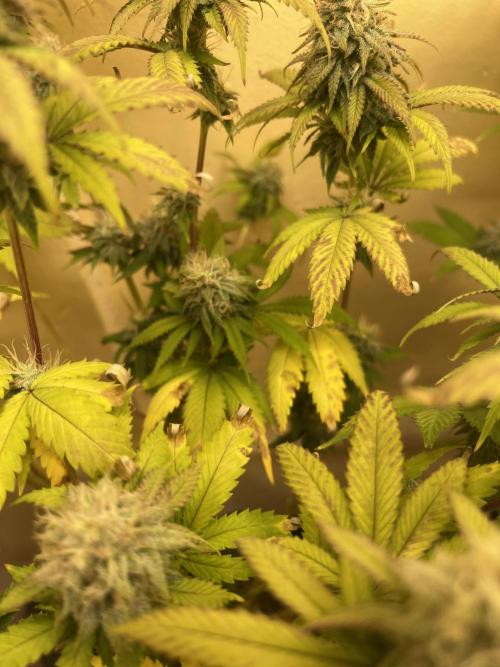 Humboldt phenohunters & Dirtybird tester. Week 12 - Sick as a dog she’s so hungry & facing lockout 