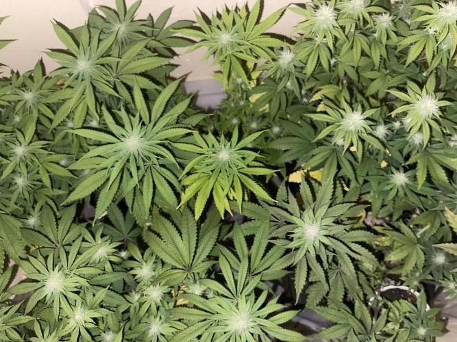 Humboldt phenohunters& Dirtybird tester. Week 10