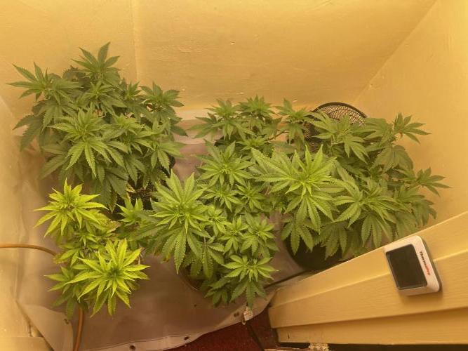 Humboldt phenohunters& Dirtybird tester. Week 8