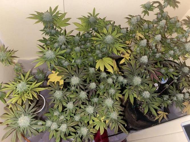 Humboldt phenohunters & Dirtybird tester. Week 12