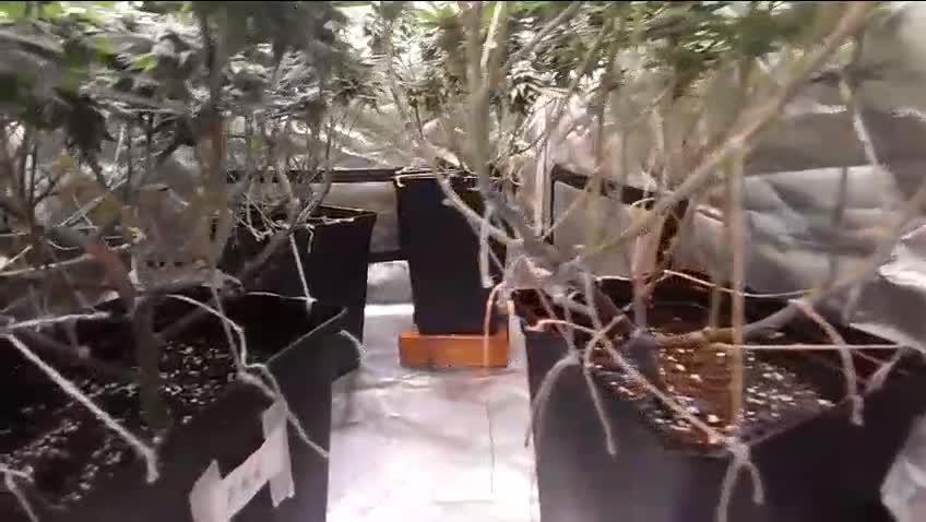 Emergen C trifft Frozen Black Cherry🥦