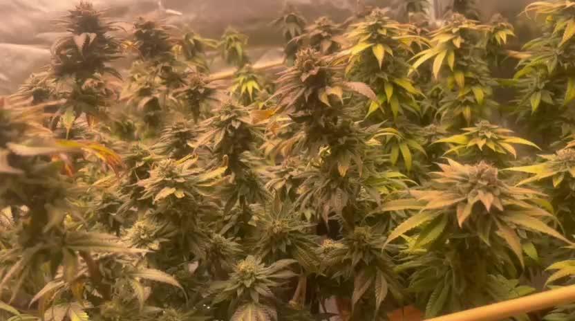 Emergen C trifft Frozen Black Cherry🥦