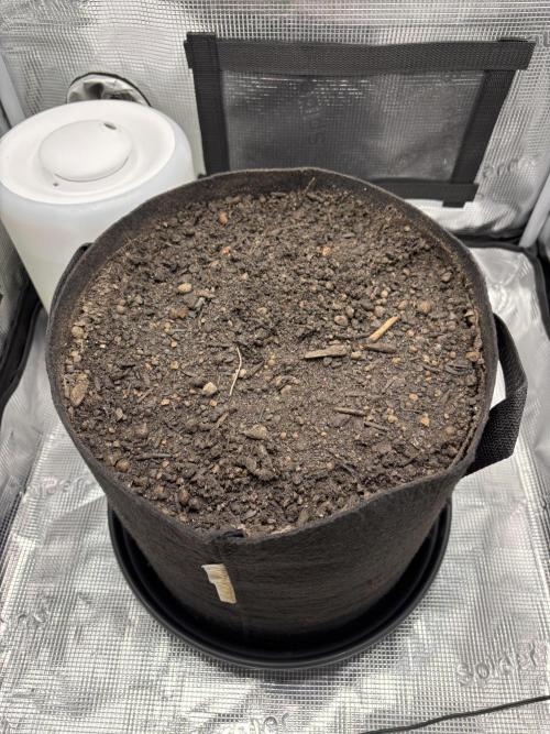 Banana Purple Punch Auto RF3. Week 0 - Erde mit Samen (Unter der Erde) - 1