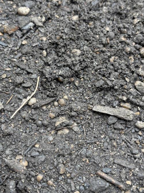 Banana Purple Punch Auto RF3. Week 0 - Erde mit Samen (Unter der Erde) - 2