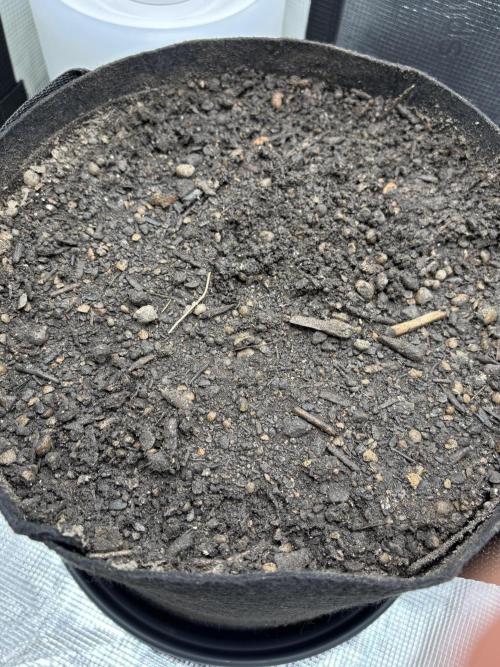 Banana Purple Punch Auto RF3. Week 0 - Erde mit Samen (Unter der Erde) - 3