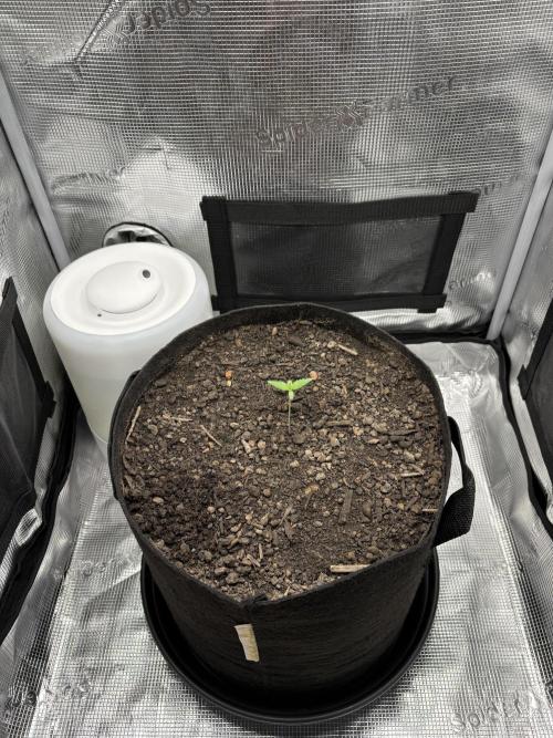 Banana Purple Punch Auto RF3. Week 1 - Bild Pflanze weiter weg - 1