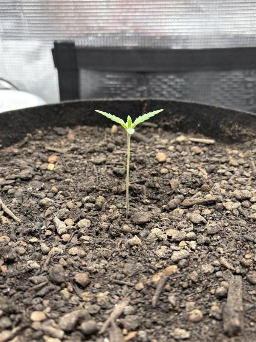 Banana Purple Punch Auto RF3. Week 1 - Bild Pflanze Höhe