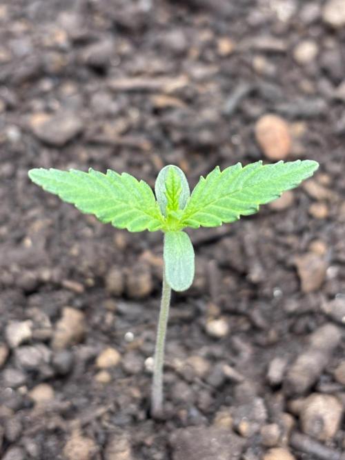 Banana Purple Punch Auto RF3. Week 1 - Bild Pflanze nah