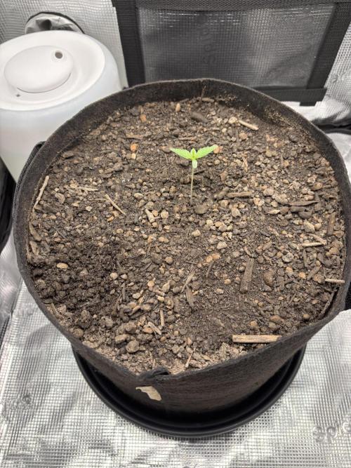 Banana Purple Punch Auto RF3. Week 1 - Bild Pflanze weiter weg - 2