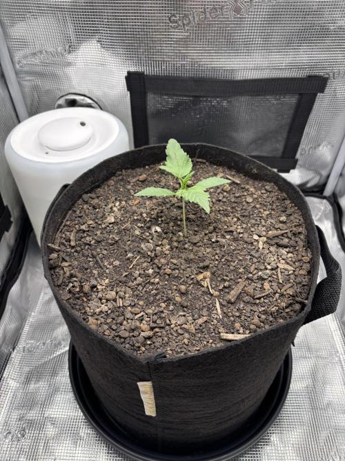 Banana Purple Punch Auto RF3. Week 2 - Pflanze vorne - 1
