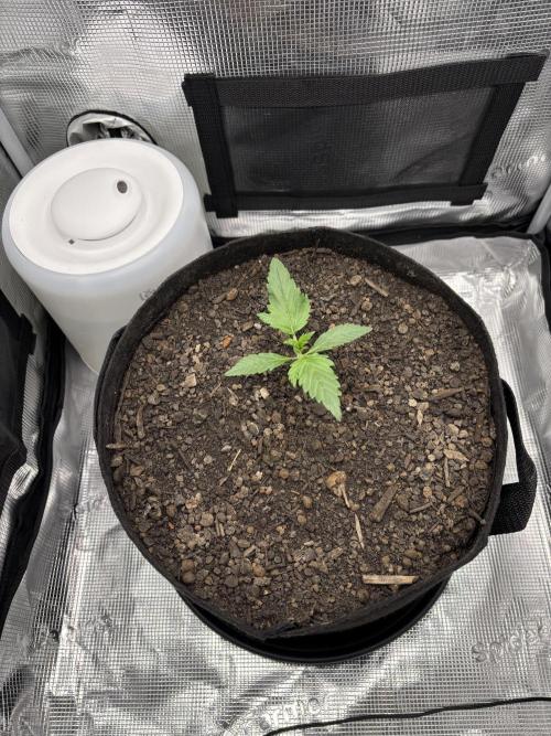 Banana Purple Punch Auto RF3. Week 2 - Pflanze oben