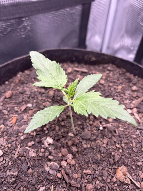 Banana Purple Punch Auto RF3. Week 2 - Pflanze nah - 1