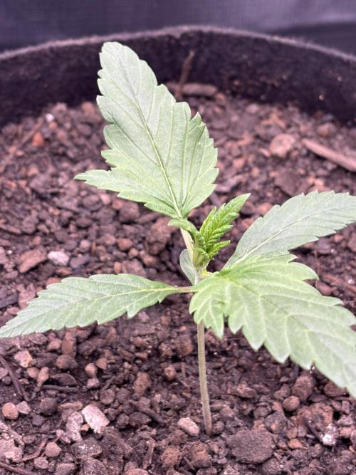 Banana Purple Punch Auto RF3. Week 2 - Pflanze nah - 2